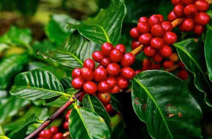coffee, espresso, coffee shop, coffee bean, coffee beans, coffee cup, coffee shops, types of coffee, coffee brands, best coffee, espresso coffee, arabica coffee