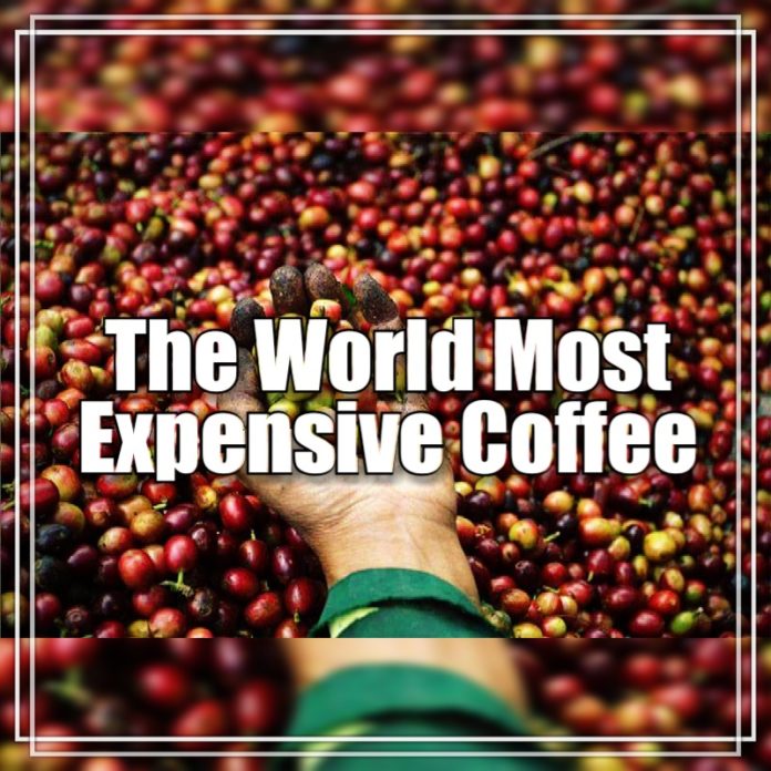 The world most expensive coffee