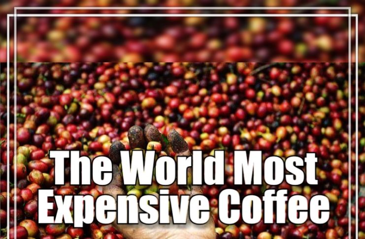 The world most expensive coffee
