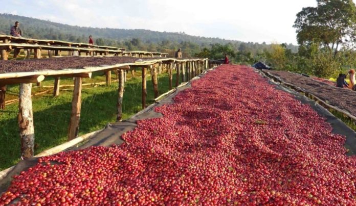 Ethiopian coffee farm