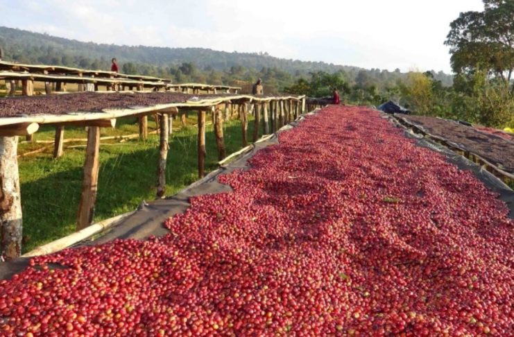 Ethiopian coffee farm
