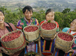 Chinese farmers of Miao ethnic minority group harvest coffee beans at a coffee plantation in Xinzhai village, Lujiang town, Baoshan city, southwest Chinas Yunnan province,