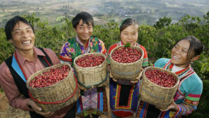 Chinese farmers of Miao ethnic minority group harvest coffee beans at a coffee plantation in Xinzhai village, Lujiang town, Baoshan city, southwest Chinas Yunnan province,