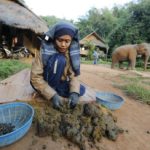 Black ivory Coffee. A coffee brewed from beans that have been through an elephants intestine