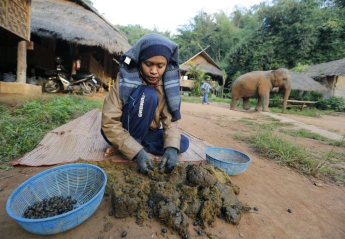 Black ivory Coffee. A coffee brewed from beans that have been through an elephants intestine