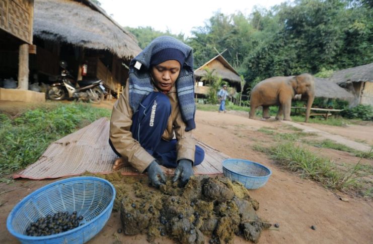 Black ivory Coffee. A coffee brewed from beans that have been through an elephants intestine