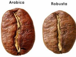 Arabica and Robusta Coffee beans