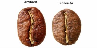 Arabica and Robusta Coffee beans