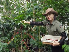 The coffee queen of South Korea