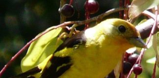 coffee beans for birds for biodiversity