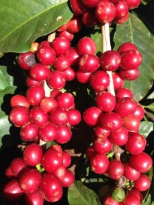 Coffee cherries harvested in Coffee farm in California.