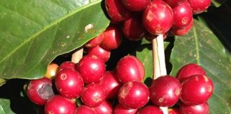 Coffee cherries harvested in Coffee farm in California.