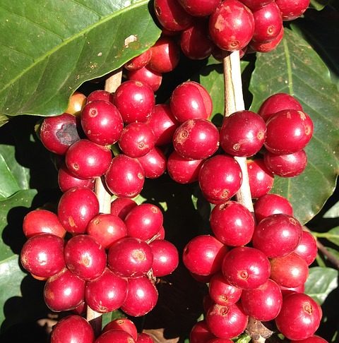 Coffee cherries harvested in Coffee farm in California.