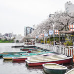 Canal cafe in Tokyo overlooking the cherry blossom tress