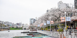 Canal cafe in Tokyo overlooking the cherry blossom tress