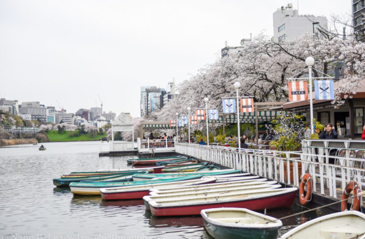 Canal cafe in Tokyo overlooking the cherry blossom tress