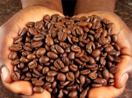 Coffee-beans-in-hand