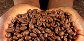 Coffee-beans-in-hand
