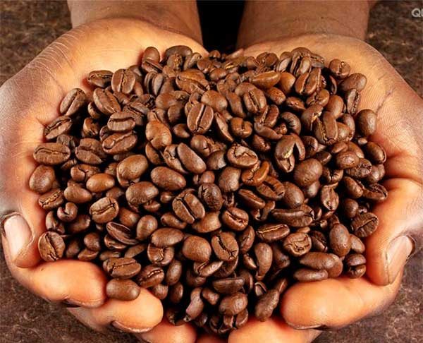 Coffee-beans-in-hand