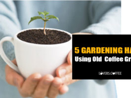 old coffee grounds use as coffee fertilizers