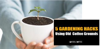 old coffee grounds use as coffee fertilizers