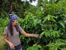 Japanese coffee farmer at Chichijima Island. The first coffee farm in Japan.