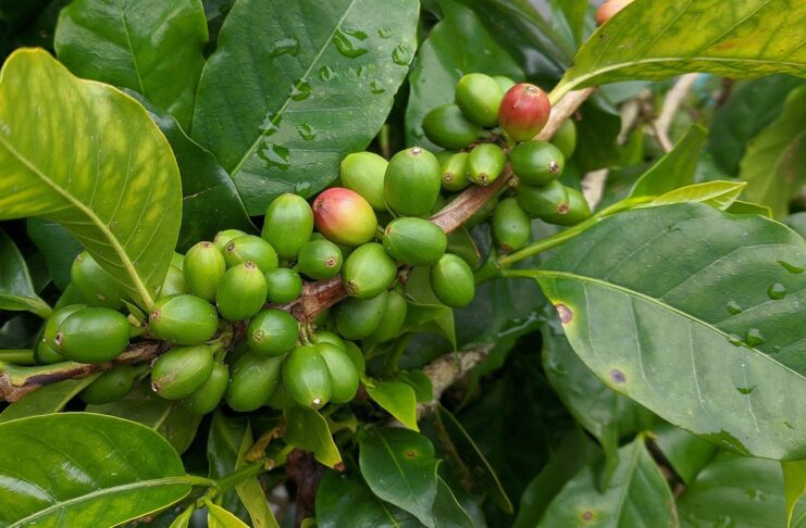 Green Coffee Beans