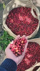 a person holding cascara coffee cherries