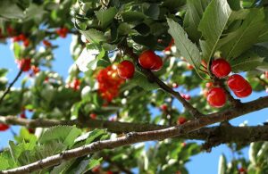 coffee cherries