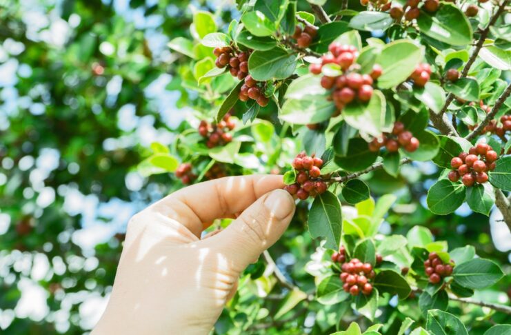 climate change coffee