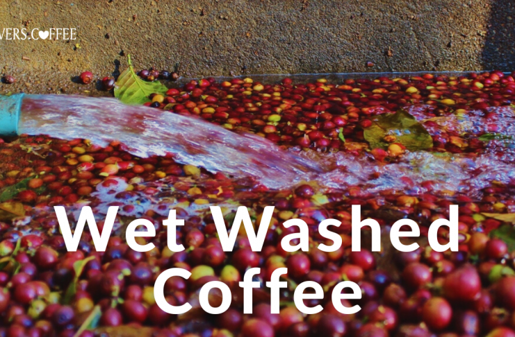 wet washed coffee
