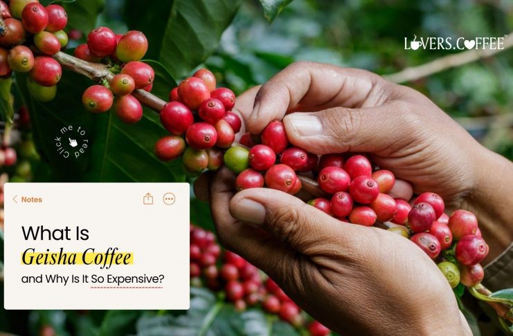 what is geisha coffee