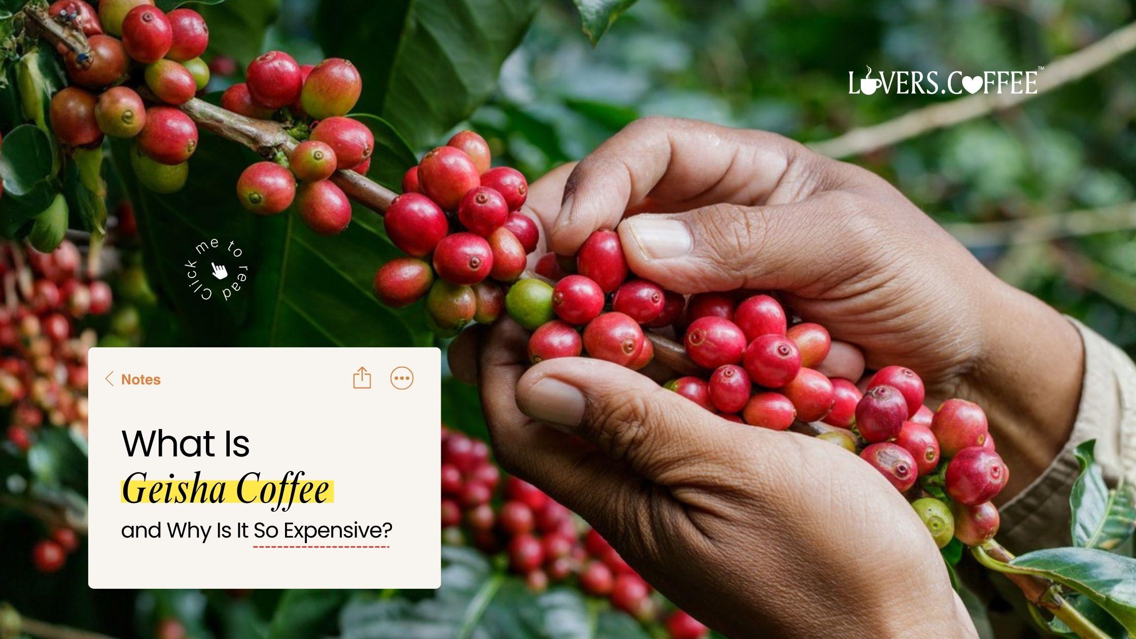 what is geisha coffee