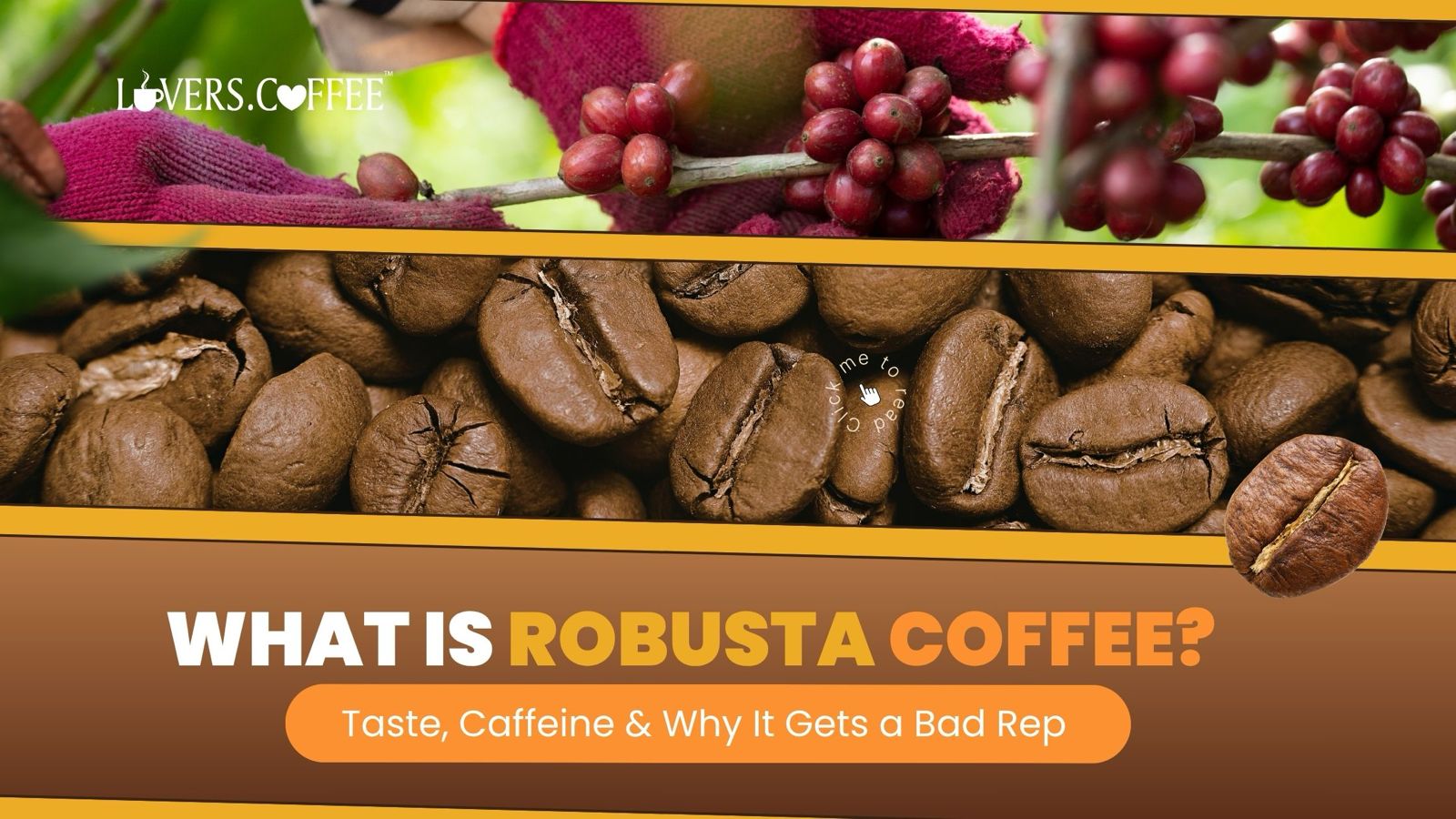 What is Robusta coffee